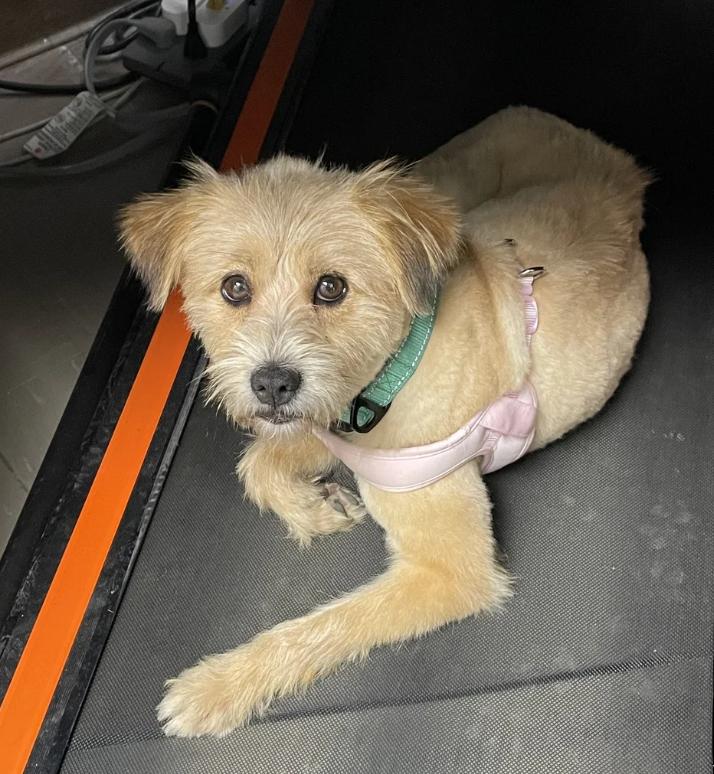 Enlarge Biscuit, a Adopted mixed breed in Davis, CA image 2/5