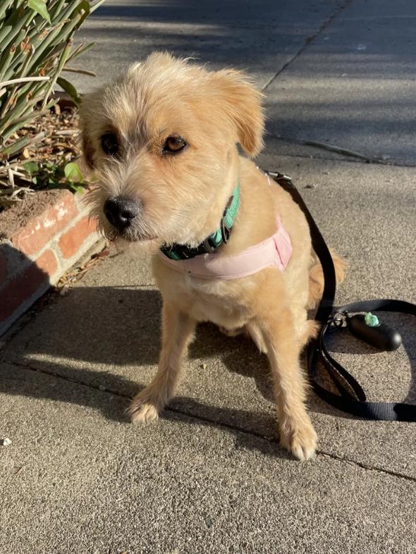 Enlarge Biscuit, a Adopted mixed breed in Davis, CA image 3/5