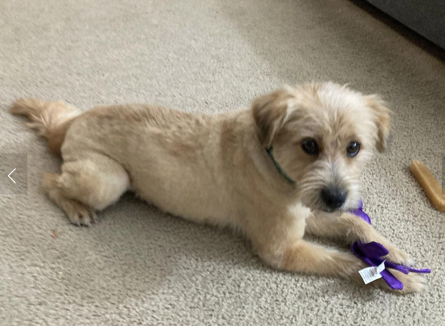 Enlarge Biscuit, a Adopted mixed breed in Davis, CA image 4/5