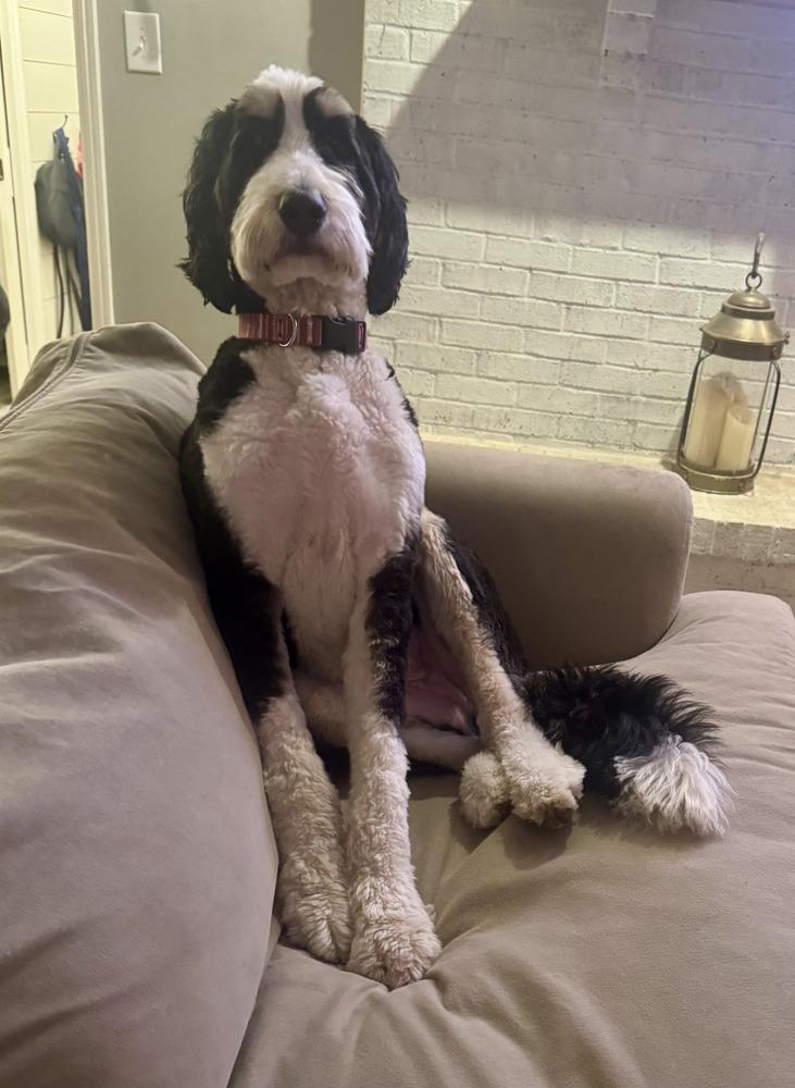 Comet, Adoptable, Puppy Male Bernese Mountain Dog & Bernese Mountain Dog.