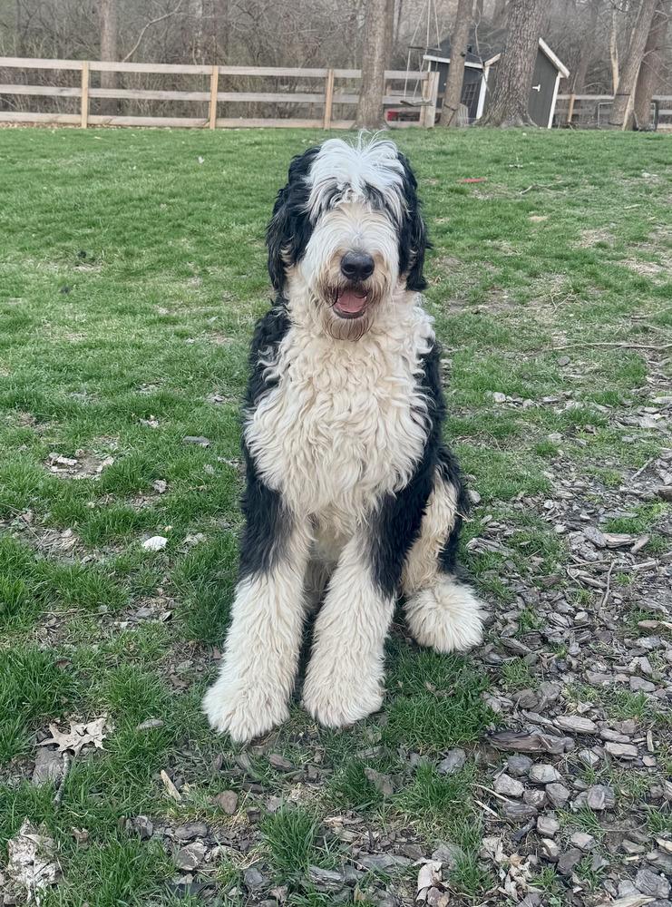 Enlarge Comet, a Adoptable mixed breed in Loveland, OH image 2/4