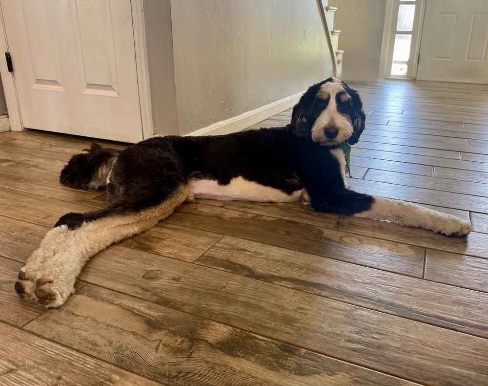 Enlarge Comet, a Adoptable mixed breed in Loveland, OH image 3/4