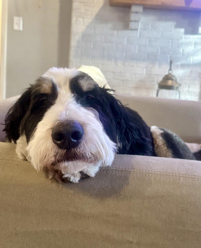 Enlarge Comet, a Adoptable mixed breed in Loveland, OH image 4/4