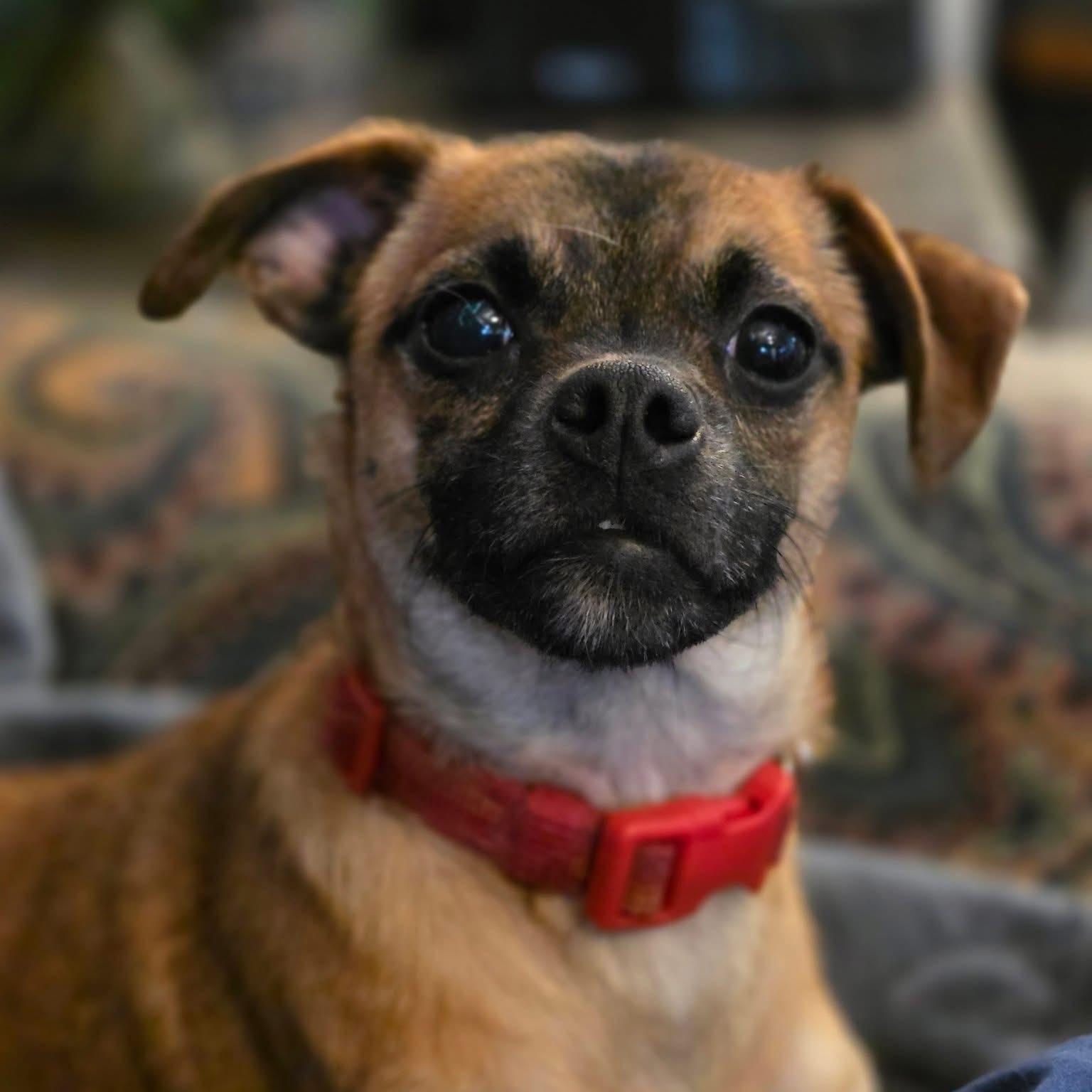 Moe, a Adoptable mixed breed in Lacona, NY image 1/5