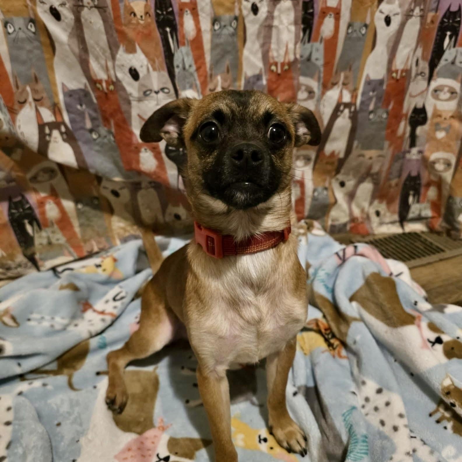 Moe, a Adoptable mixed breed in Lacona, NY image 3/5