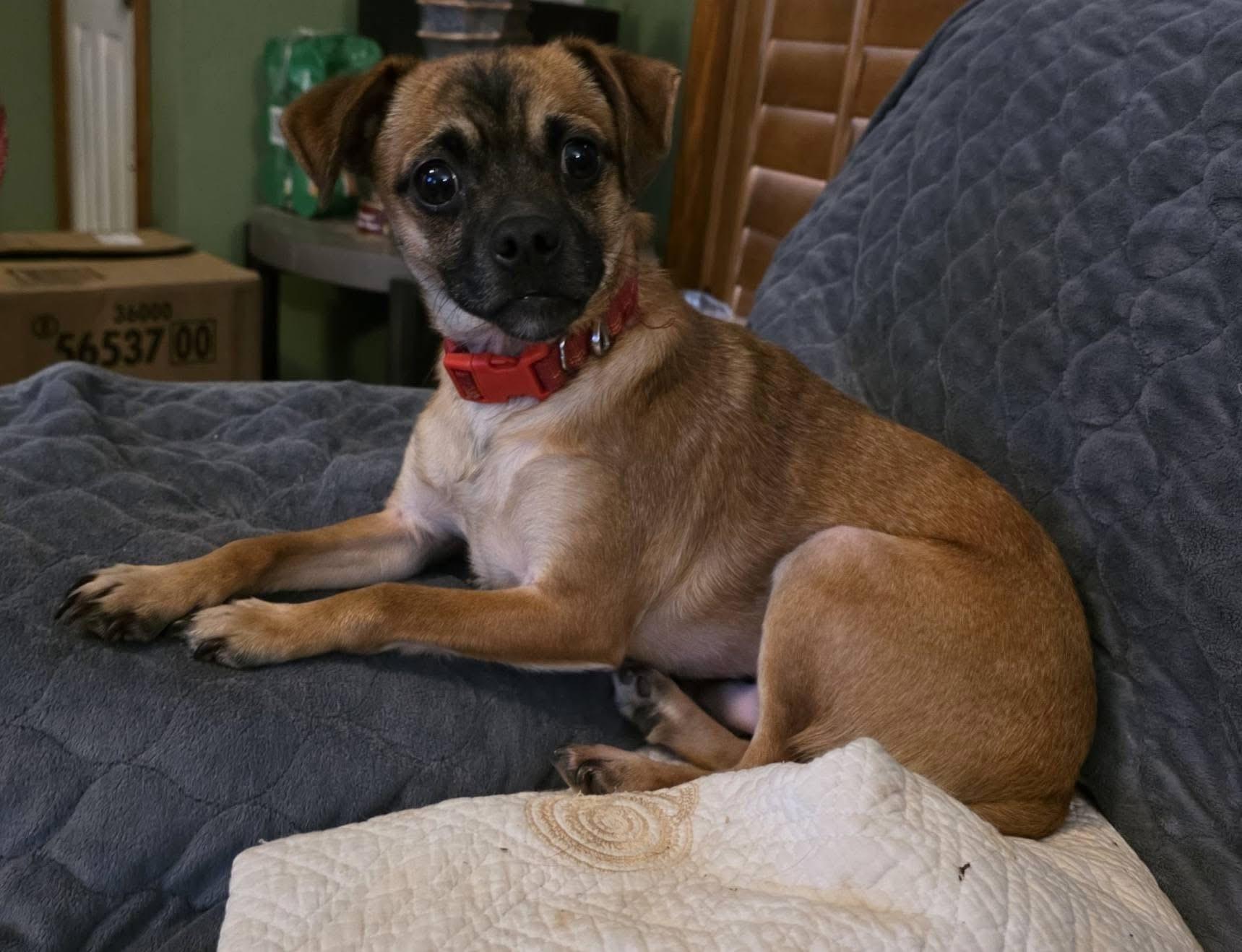 Moe, a Adoptable mixed breed in Lacona, NY image 4/5