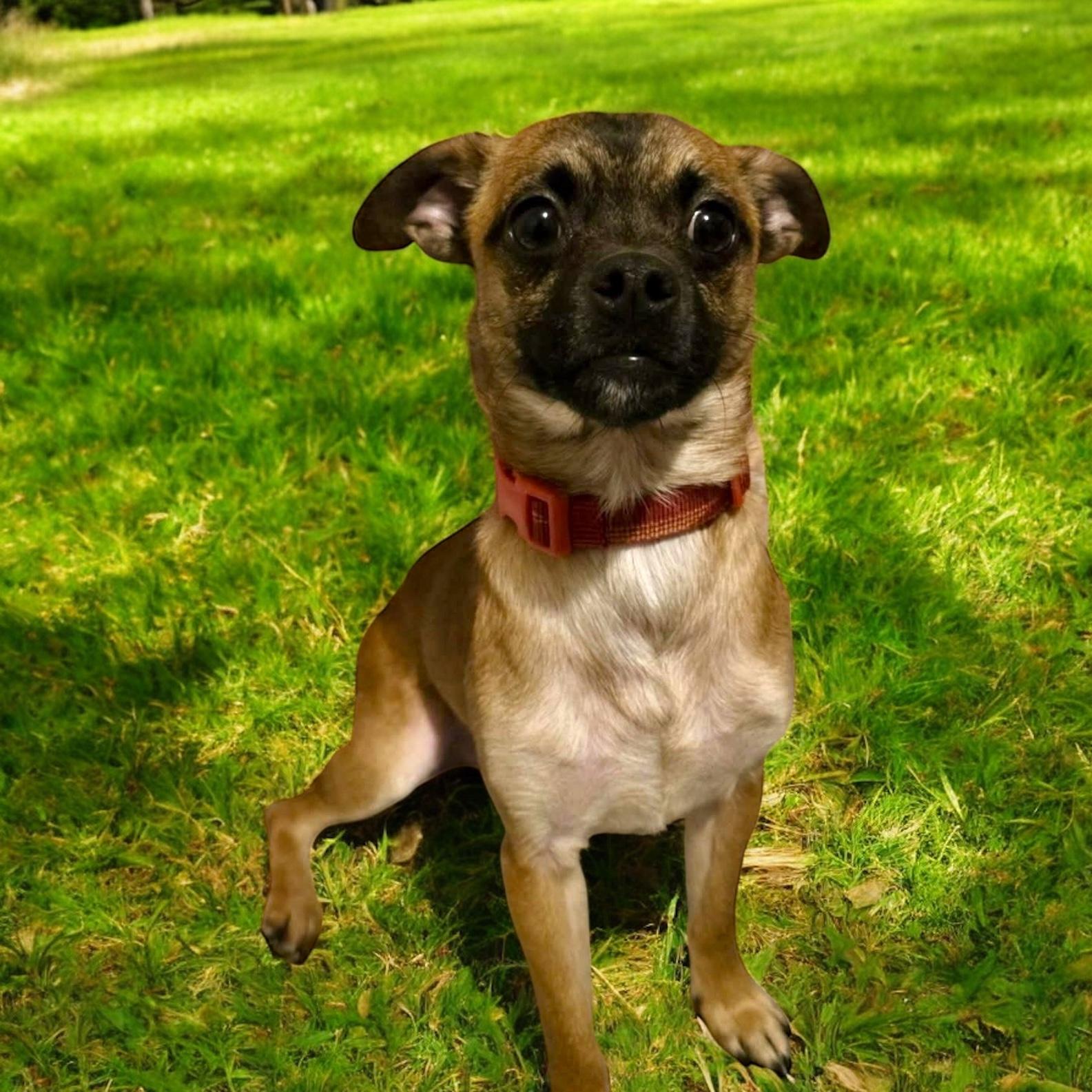 Moe, a Adoptable mixed breed in Lacona, NY image 2/5