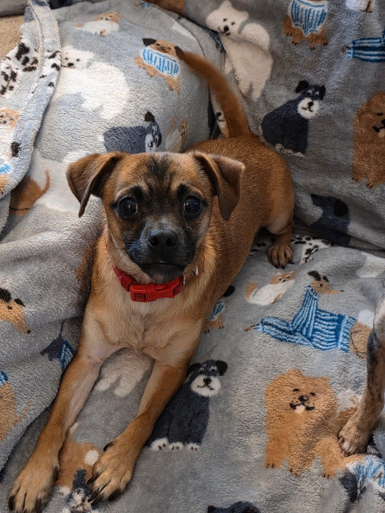 Moe, a Adoptable mixed breed in Lacona, NY image 5/5