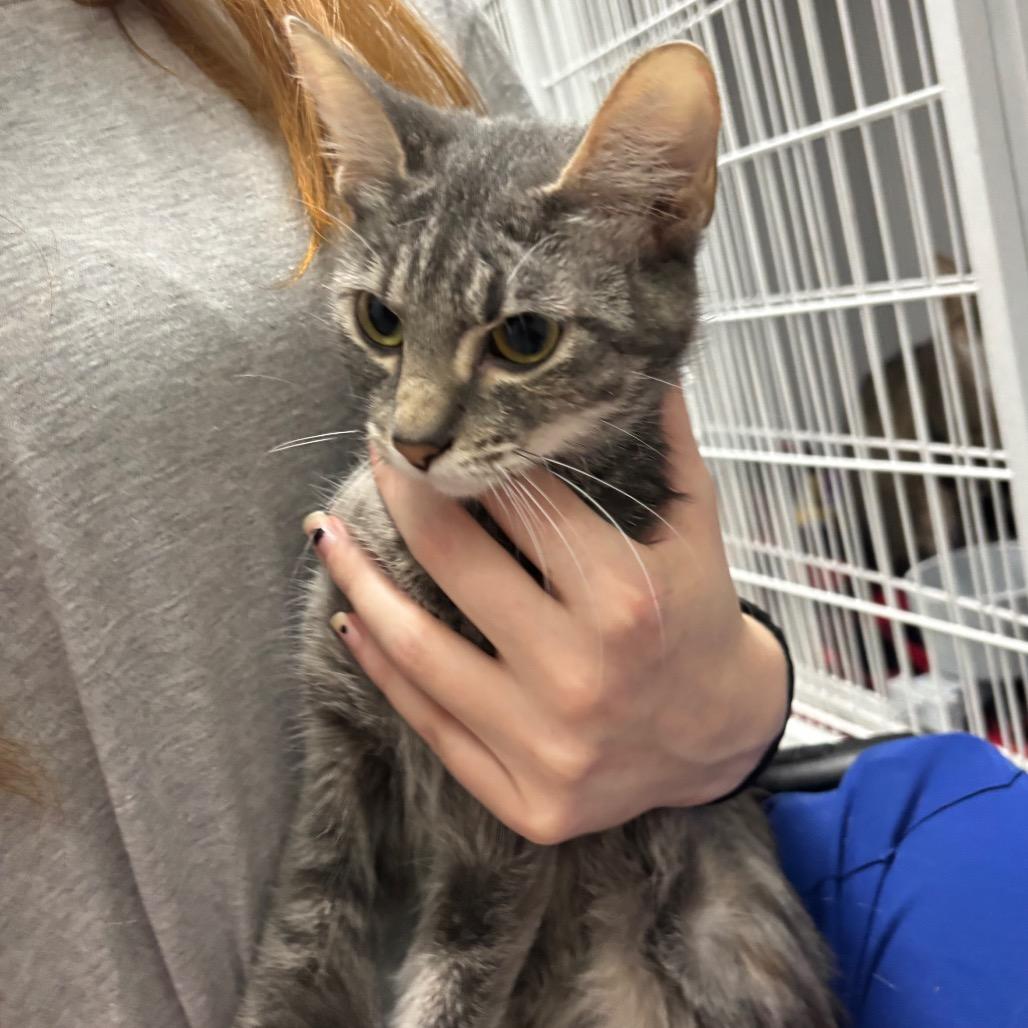 Tooty, Adoptable, Young Female Domestic Short Hair.