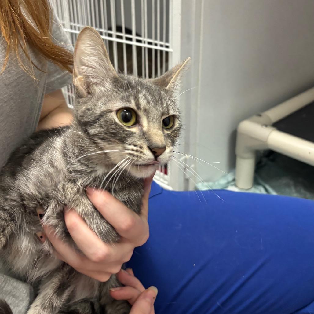 Enlarge Tooty, a Adoptable Domestic Short Hair in Franklin, NC image 2/3