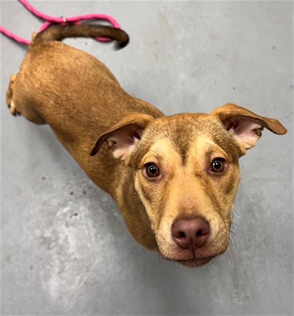 RAY GUN, Adoptable, Puppy Female Pit Bull Terrier.