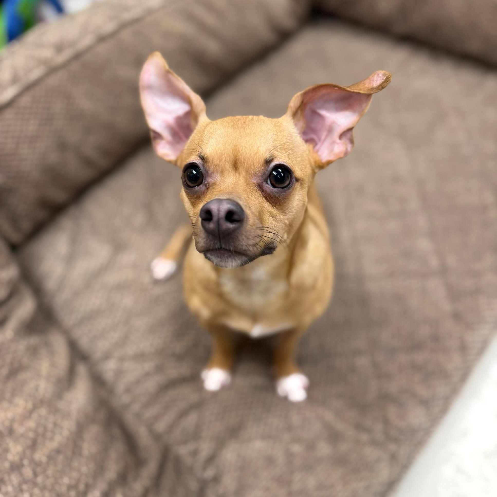 Finnegan , adopted, Young Male Chihuahua.
