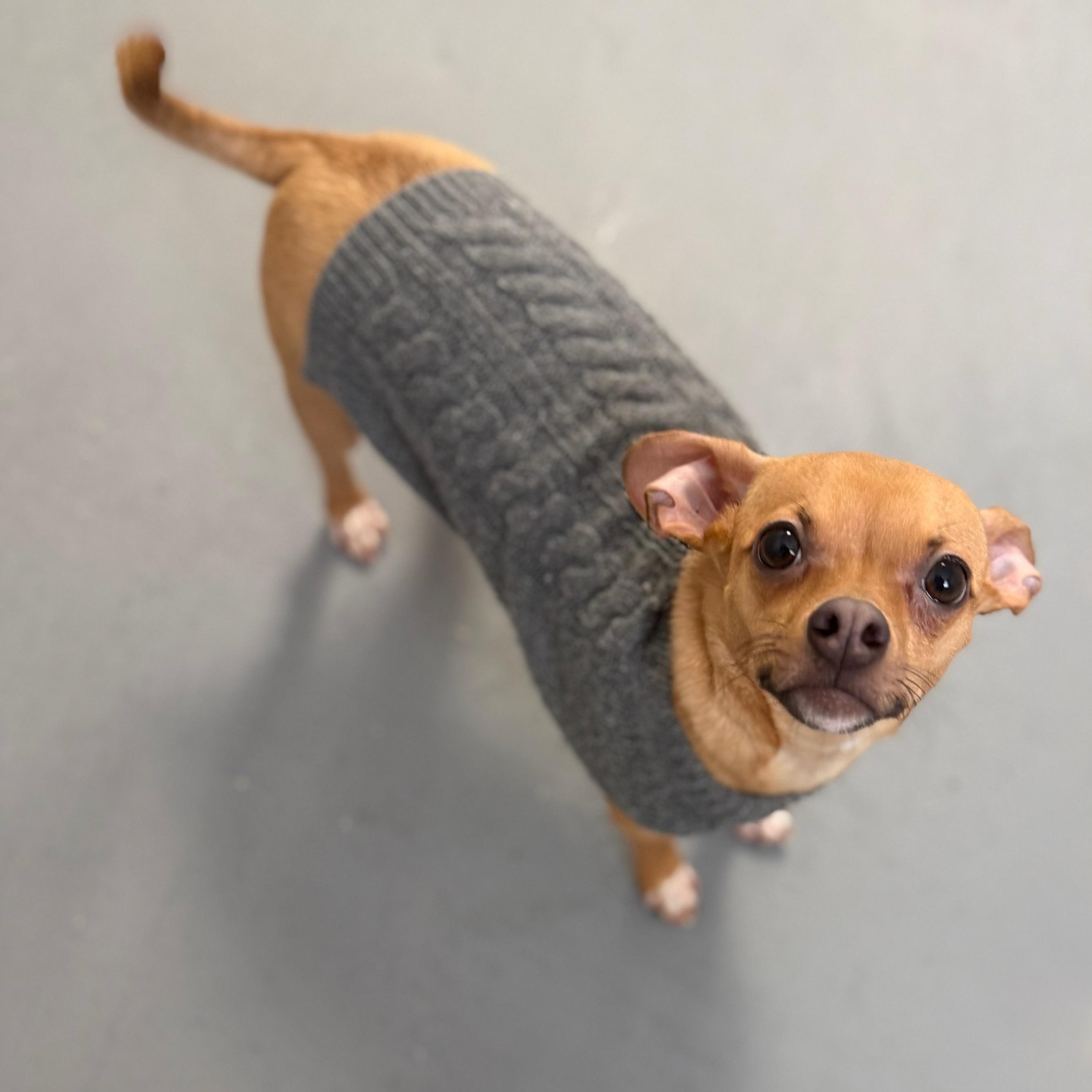 Enlarge Finnegan , an adopted mixed breed in Greensburg, PA image 6/6