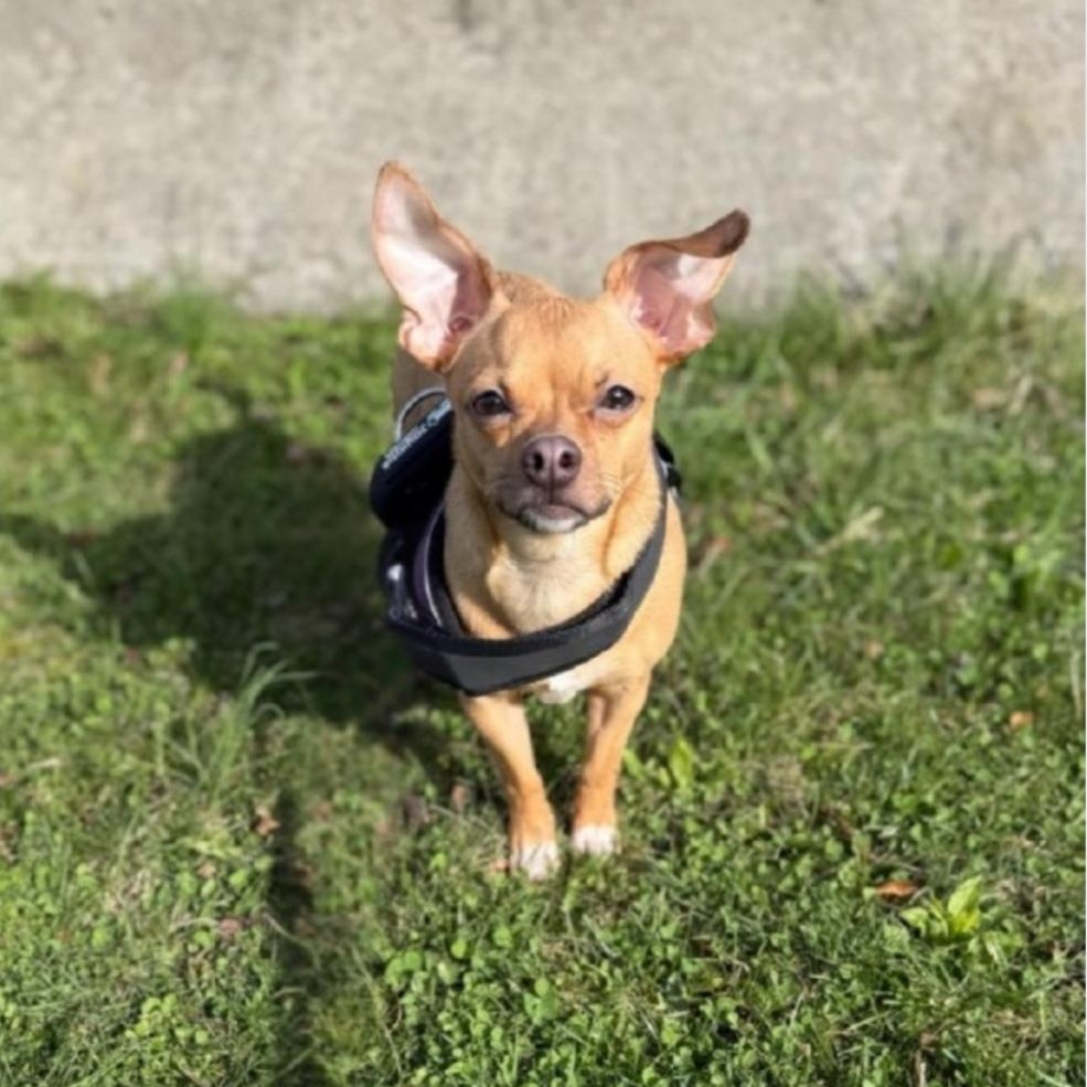 Enlarge Finnegan , an adopted mixed breed in Greensburg, PA image 2/6