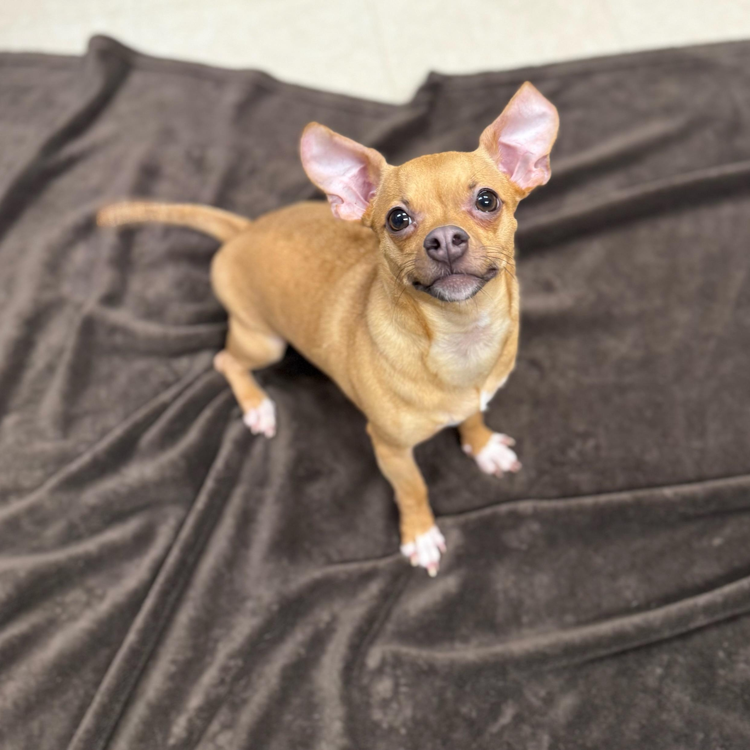 Enlarge Finnegan , an adopted mixed breed in Greensburg, PA image 4/6