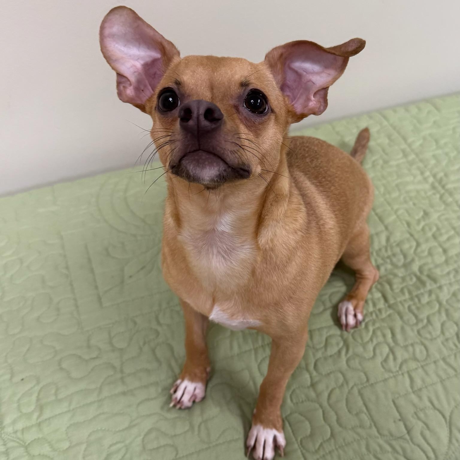 Enlarge Finnegan , an adopted mixed breed in Greensburg, PA image 5/6