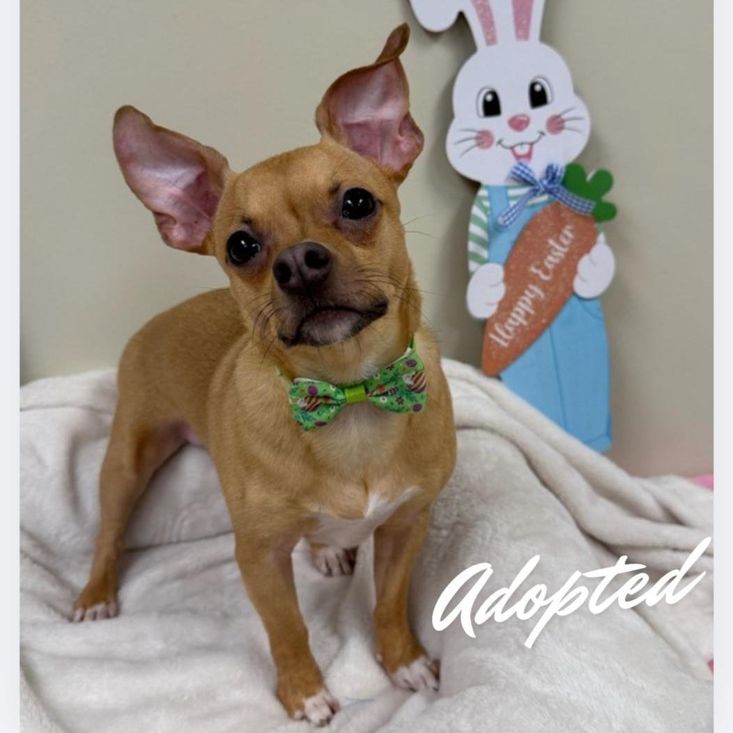 Enlarge Finnegan , an adopted mixed breed in Greensburg, PA image 3/6