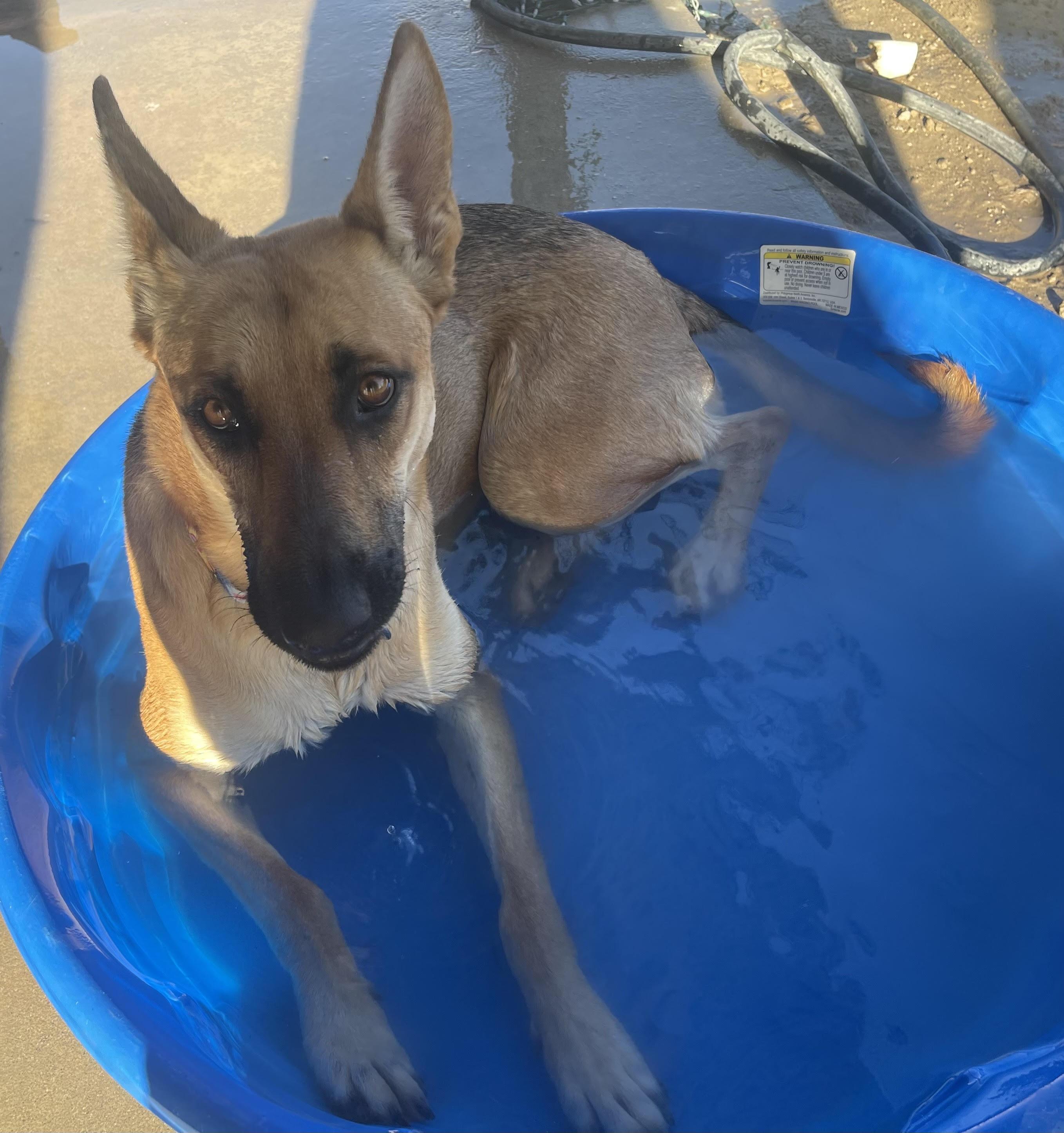 Enlarge Ember, a Adoptable mixed breed in Agua Dulce, CA image 2/6