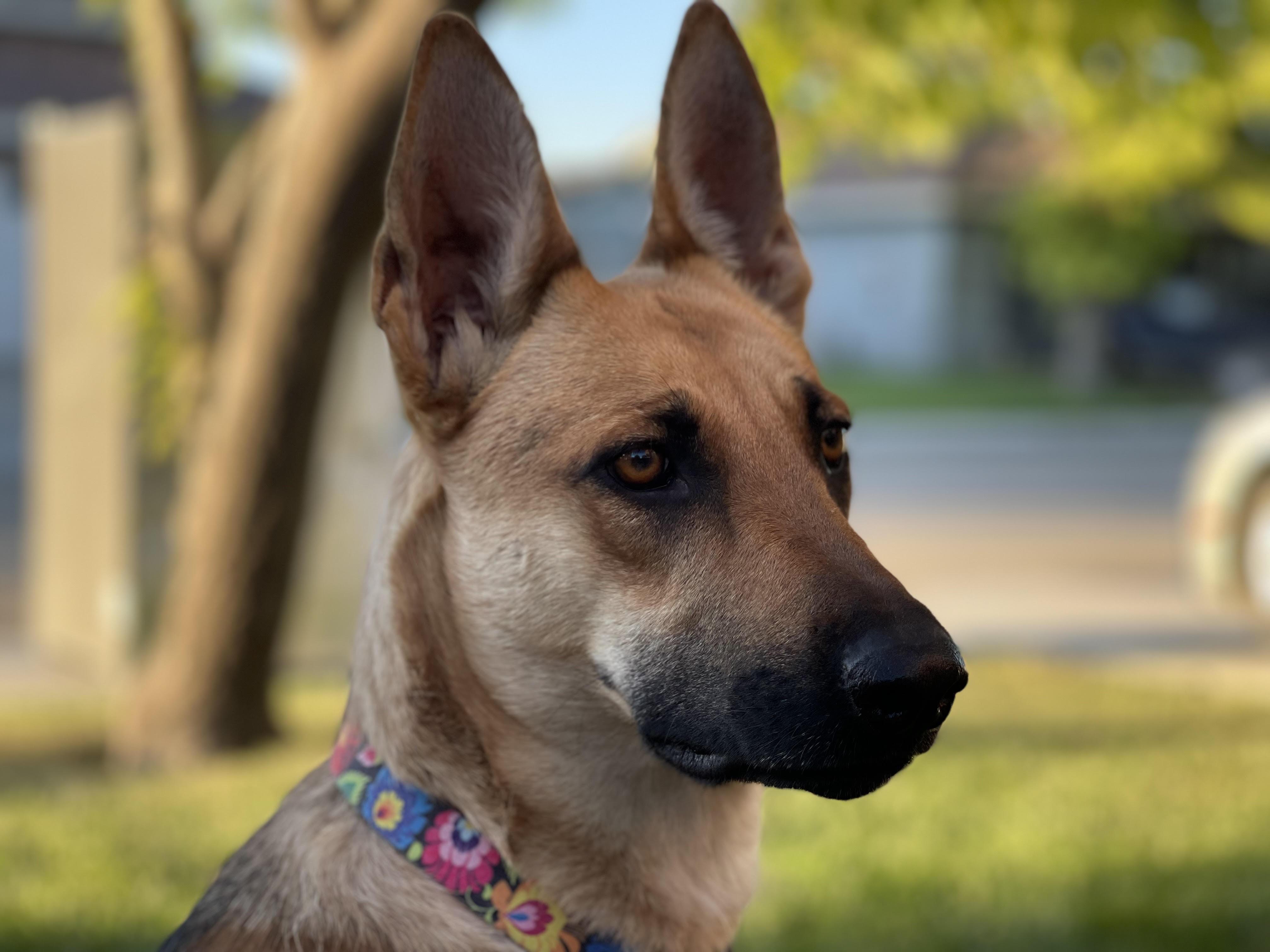 Enlarge Ember, a Adoptable mixed breed in Agua Dulce, CA image 3/6