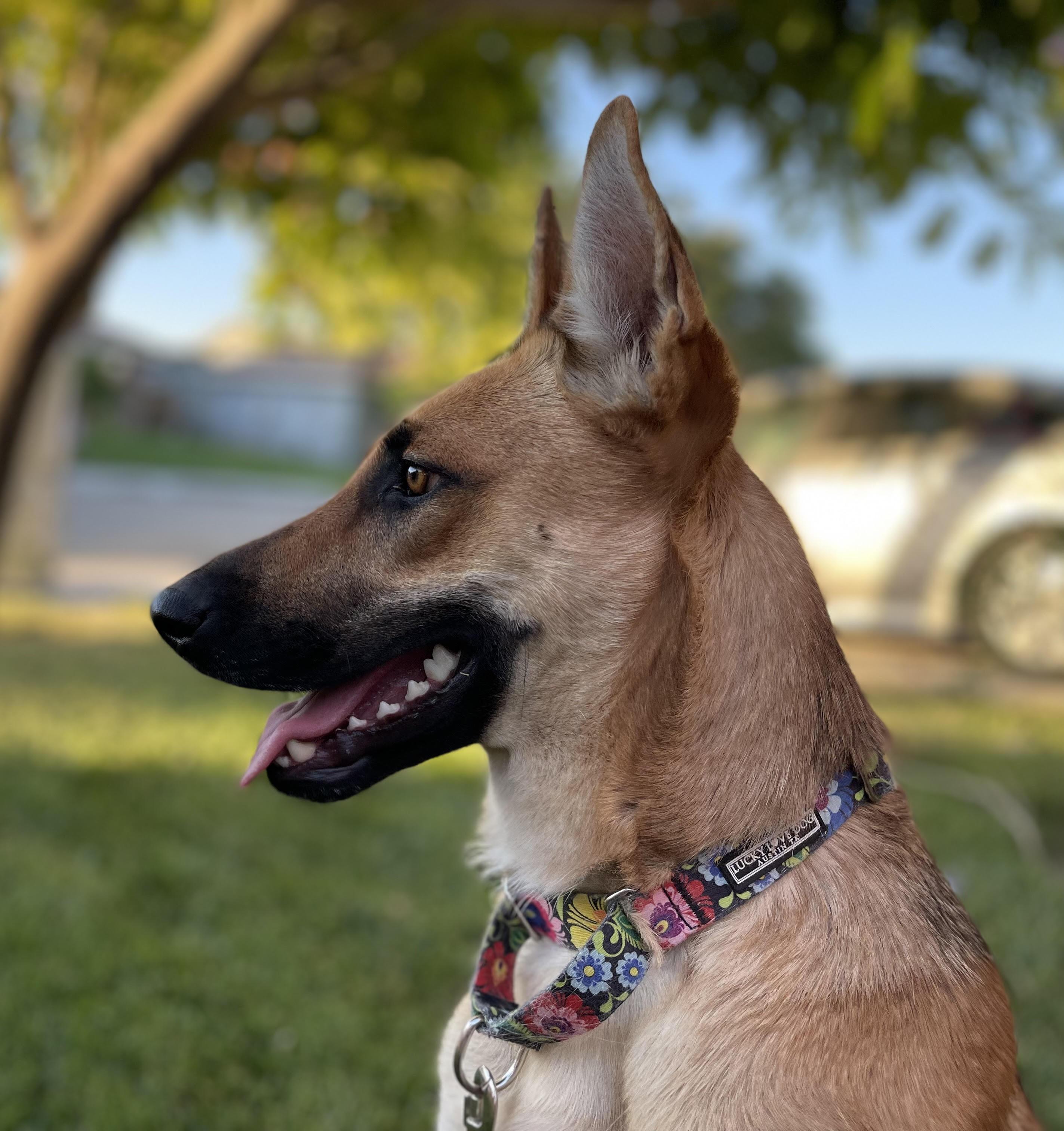 Ember, Adoptable, Adult Female Belgian Shepherd / Malinois.