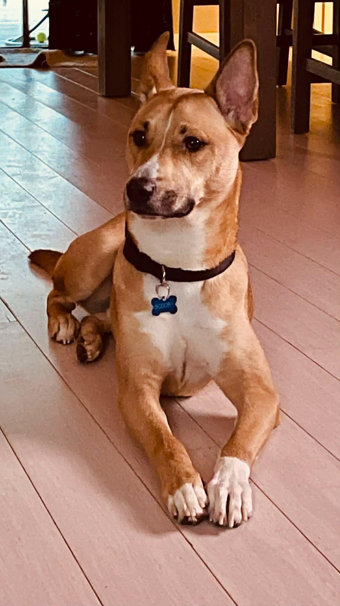 Scooby, ADOPTABLE, Young Male Husky & Pit Bull Terrier.