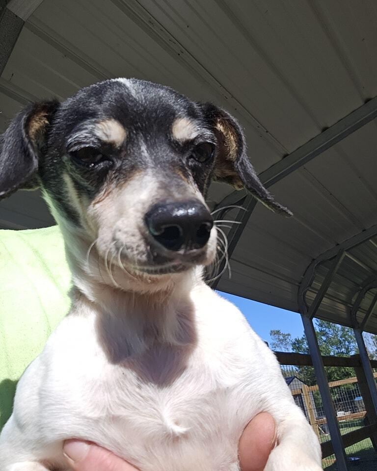 Enlarge Petey, a Adoptable Chihuahua in Ridgeland, SC image 1/1