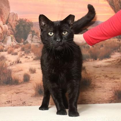 Molly - Adoptable Pet | Petfinder | Petfinder