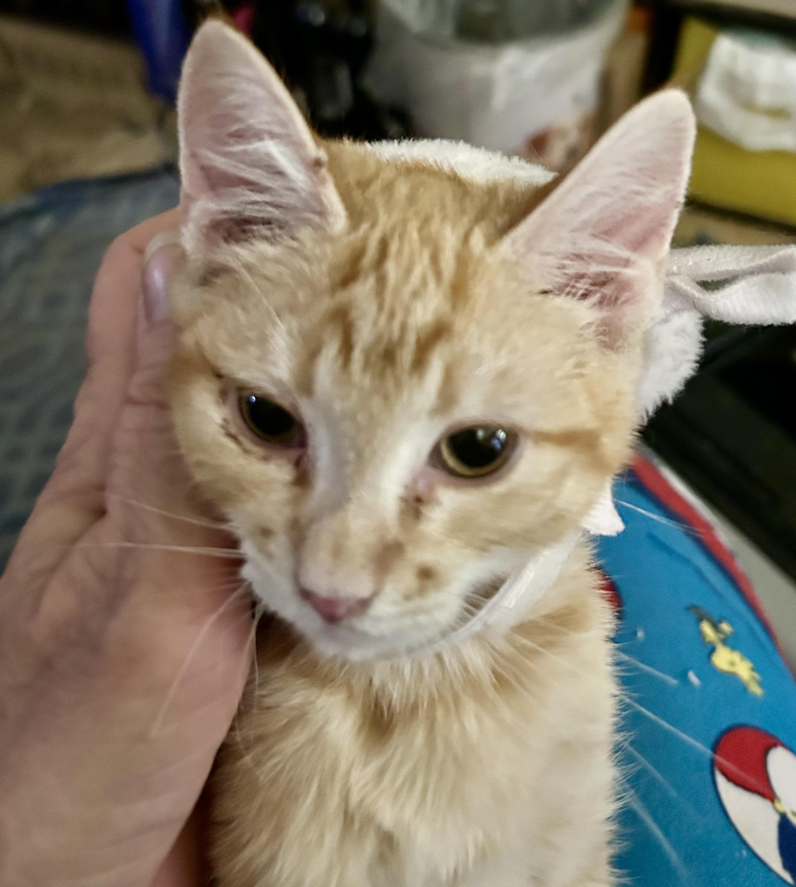 Delilah, adopted, Kitten Female American Shorthair & Tabby.