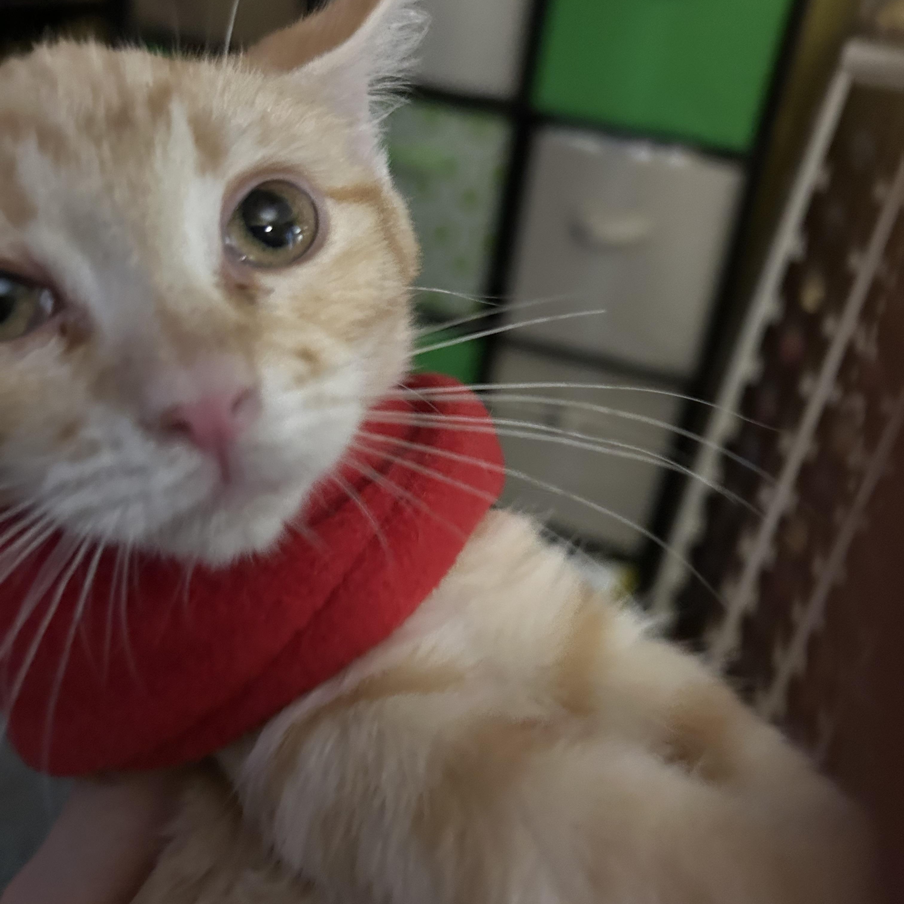 Enlarge Delilah, an adopted mixed breed in New Orleans, LA image 2/5