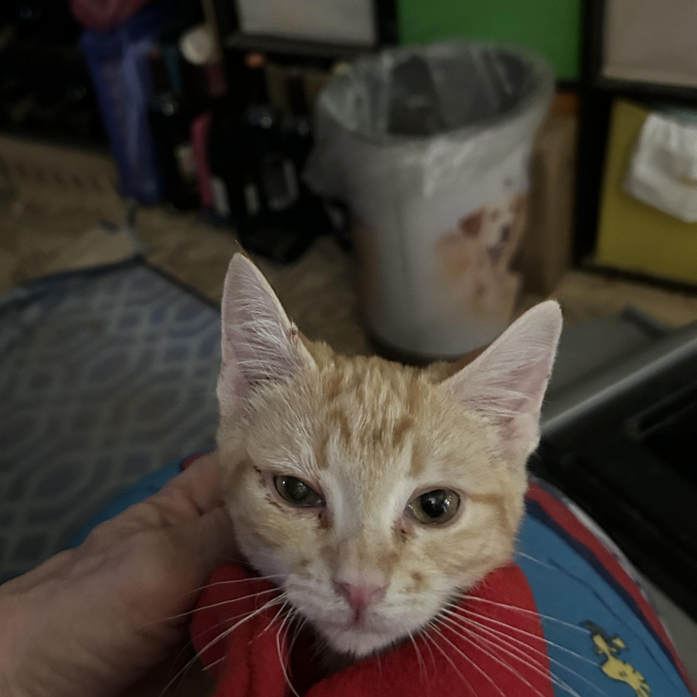 Enlarge Delilah, an adopted mixed breed in New Orleans, LA image 3/5