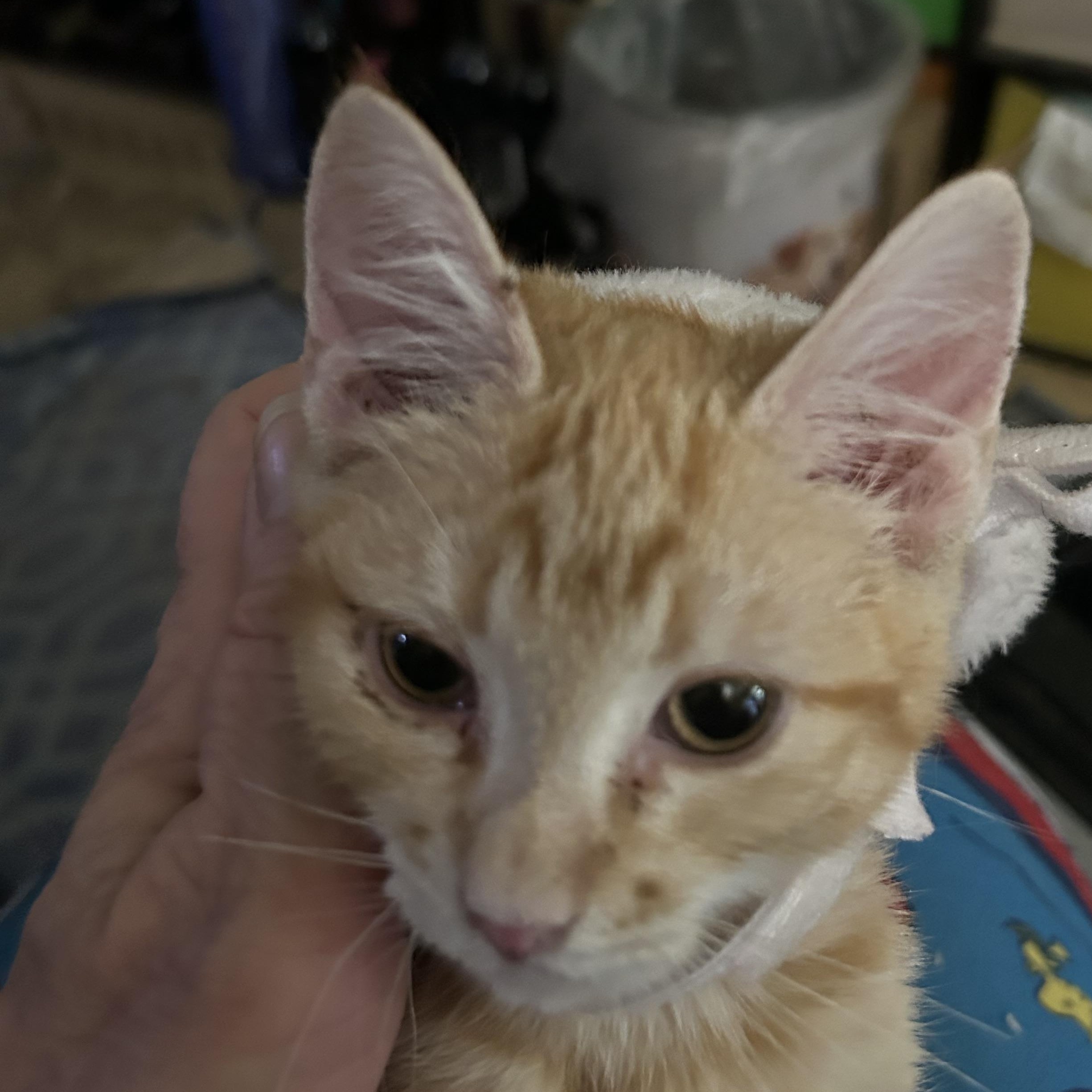 Enlarge Delilah, an adopted mixed breed in New Orleans, LA image 4/5