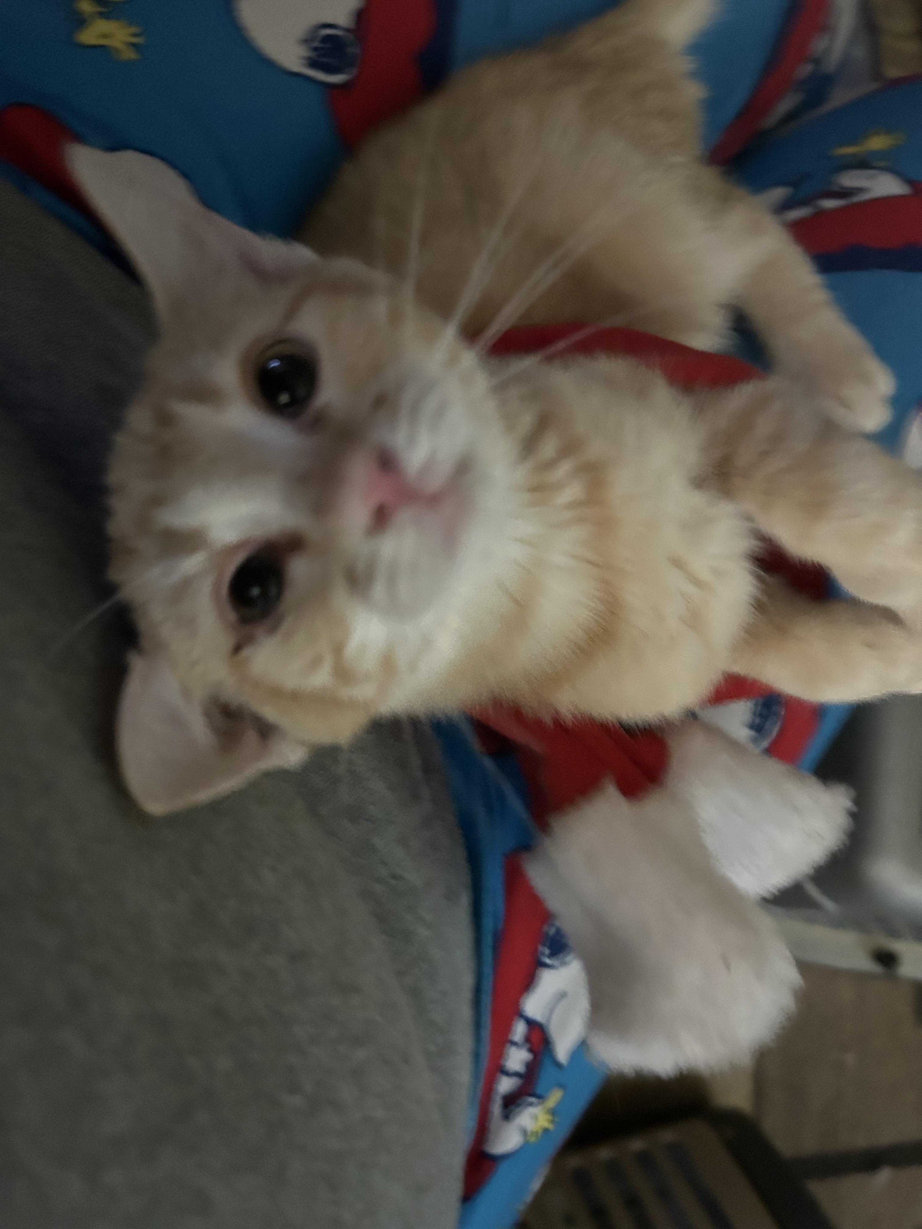 Enlarge Delilah, an adopted mixed breed in New Orleans, LA image 5/5