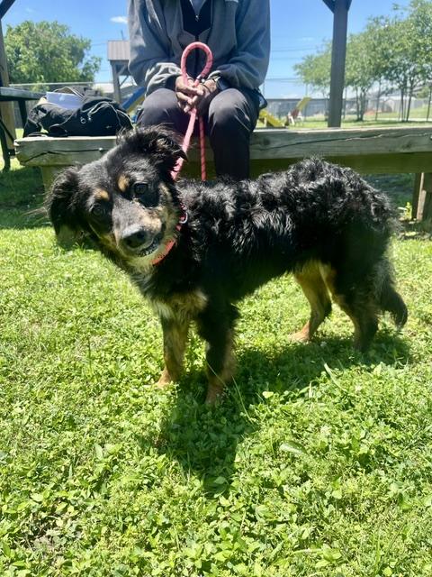 Curly, a ADOPTABLE Mixed Breed in Harvey , LA image 1/4