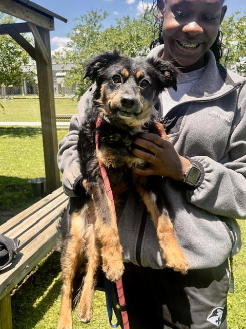 Curly, a ADOPTABLE Mixed Breed in Harvey , LA image 3/4