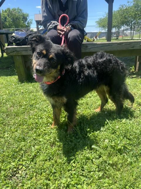 Curly, a ADOPTABLE Mixed Breed in Harvey , LA image 2/4