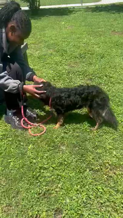 Enlarge Curly, a ADOPTABLE Mixed Breed in Harvey , LA video 4/4