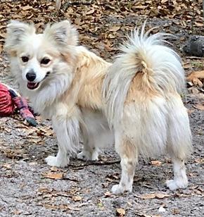 Smokey, Adoptable, Young Male Pomeranian.