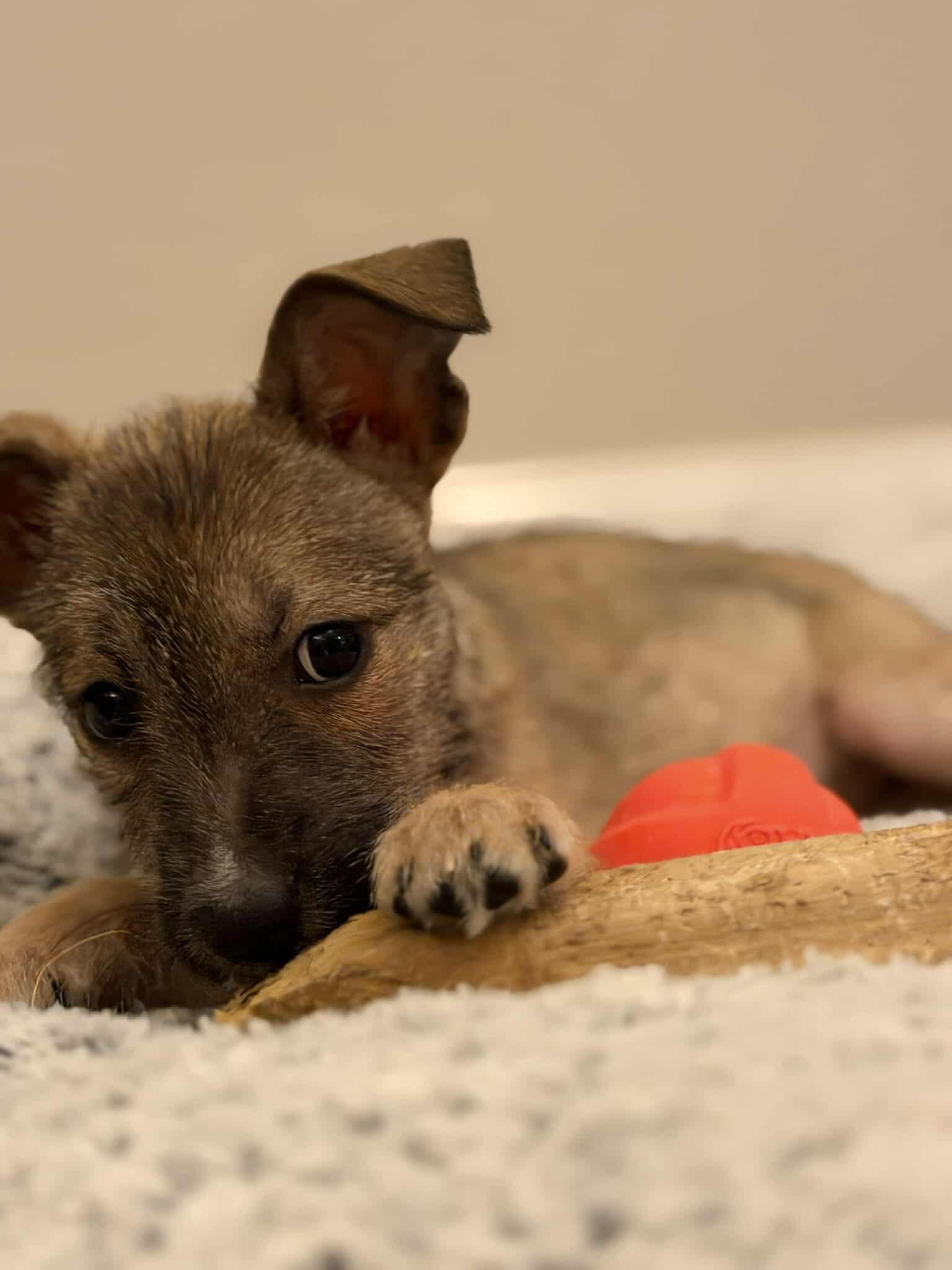 Zelle Arriving thumbnail 2