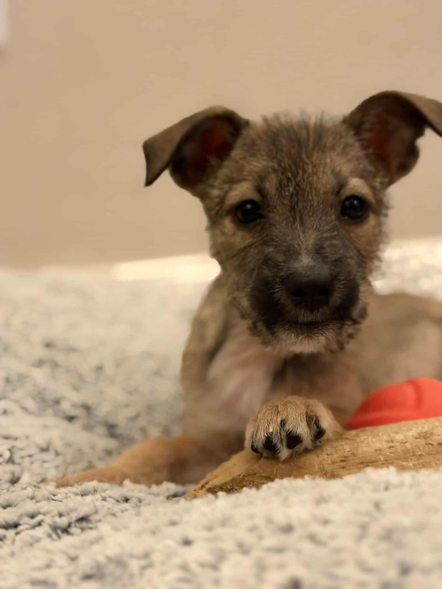 Zelle Arriving thumbnail 3