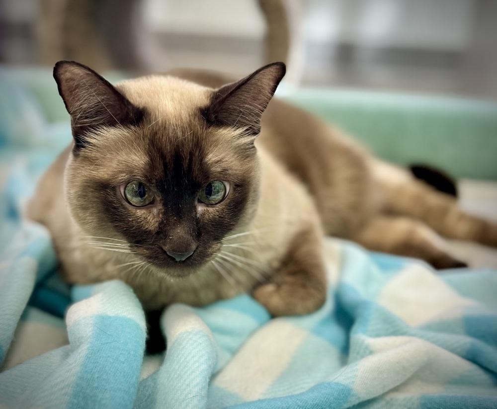 Tilly, Adoptable, Adult Female Siamese.