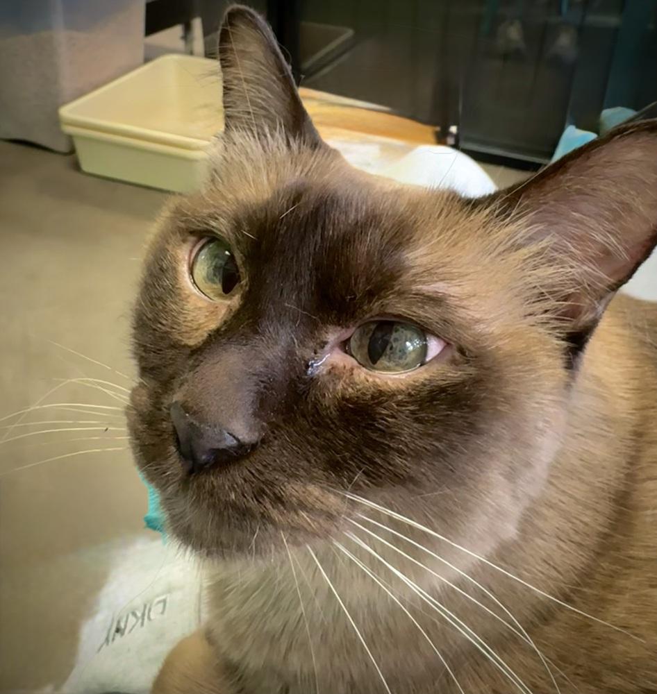 Tilly — thumbnail 2