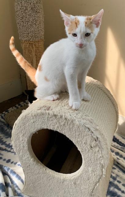 Enlarge Double-pawed Male Kittens Born 3/16/25, a Adopted Domestic Short Hair in Naugatuck, CT image 1/6