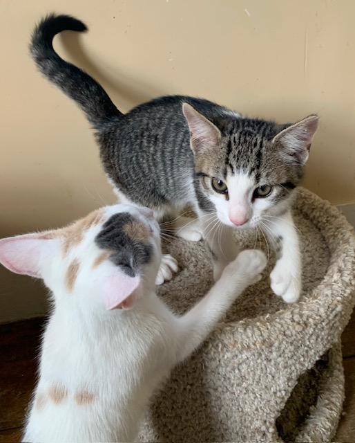 Enlarge Double-pawed Male Kittens Born 3/16/25, a Adopted Domestic Short Hair in Naugatuck, CT image 3/6