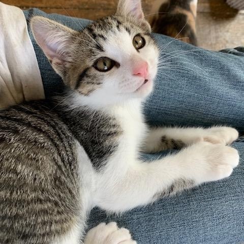 Enlarge Double-pawed Male Kittens Born 3/16/25, a Adopted Domestic Short Hair in Naugatuck, CT image 4/6