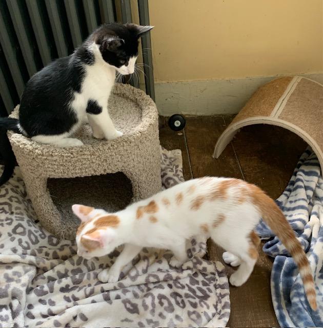 Enlarge Double-pawed Male Kittens Born 3/16/25, a Adopted Domestic Short Hair in Naugatuck, CT image 5/6