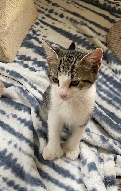 Enlarge Double-pawed Male Kittens Born 3/16/25, a Adopted Domestic Short Hair in Naugatuck, CT image 6/6