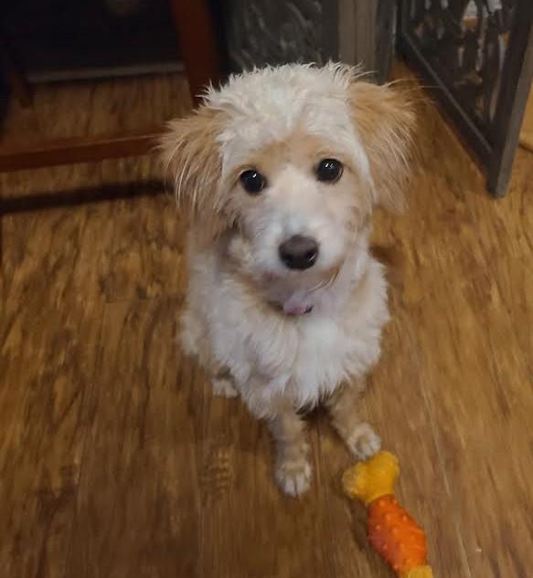 Nyla, ADOPTABLE, Young Female Goldendoodle & Cockapoo.