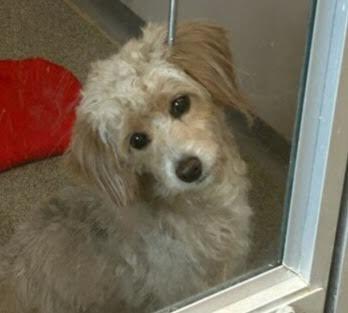 Enlarge Nyla, a ADOPTABLE mixed breed in Barrington, IL image 2/4