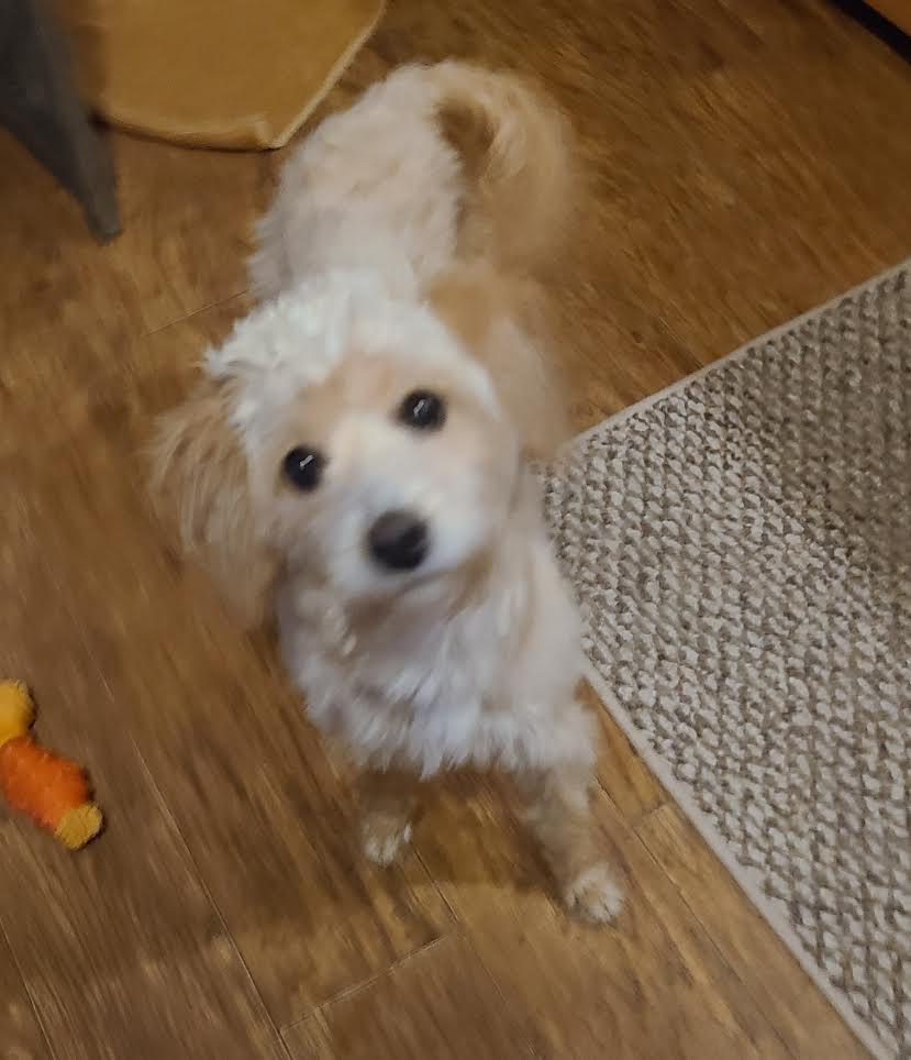 Enlarge Nyla, a ADOPTABLE mixed breed in Barrington, IL image 3/4