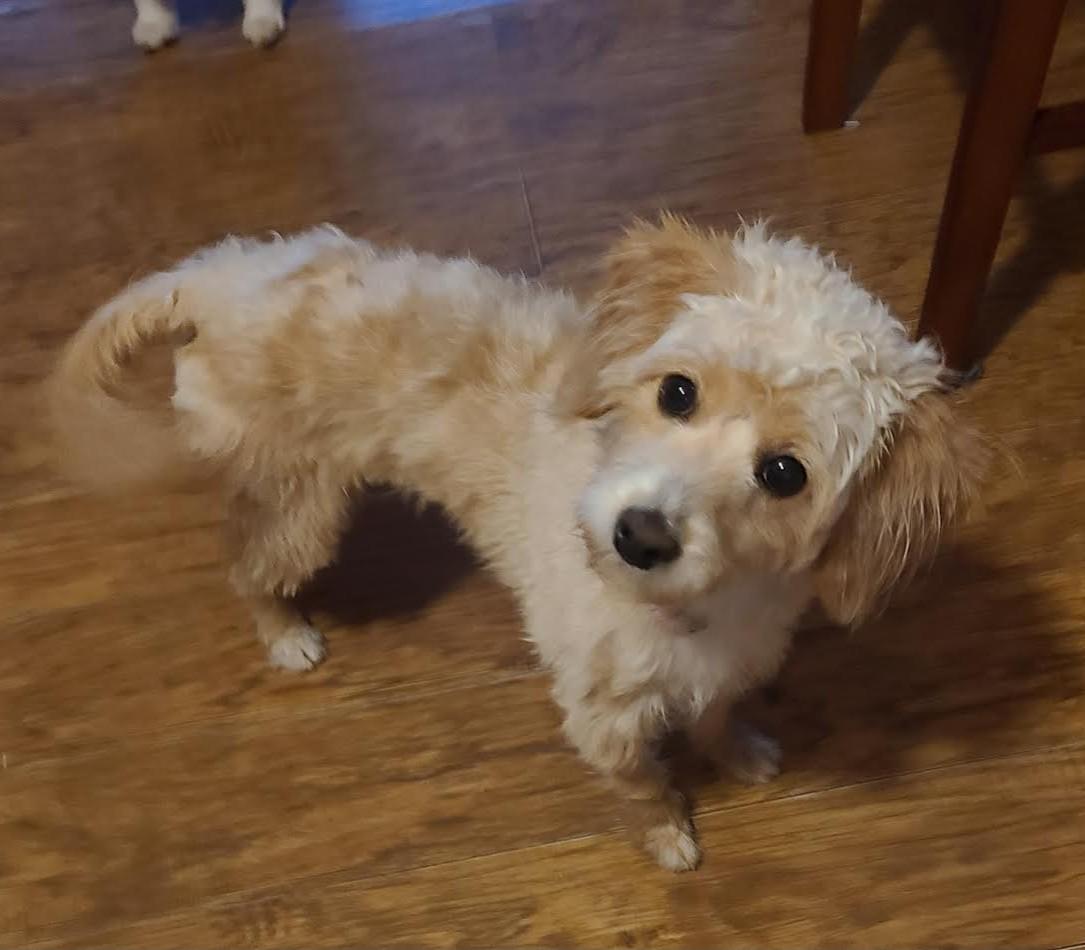 Enlarge Nyla, a ADOPTABLE mixed breed in Barrington, IL image 4/4